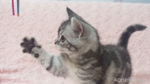 成約済の群馬県のミックス-85448の4枚目