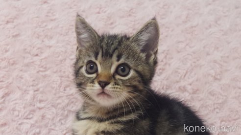 成約済の群馬県のミックス-85447の2枚目