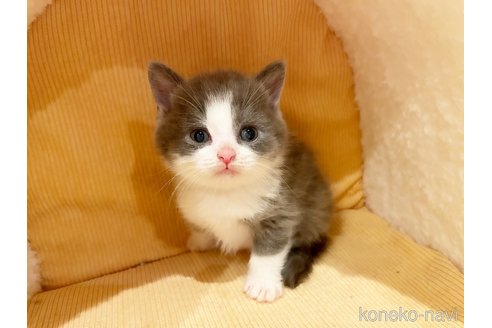 成約済の島根県のブリティッシュショートヘア-87250の4枚目