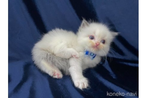 成約済の茨城県のラグドール-87262の4枚目