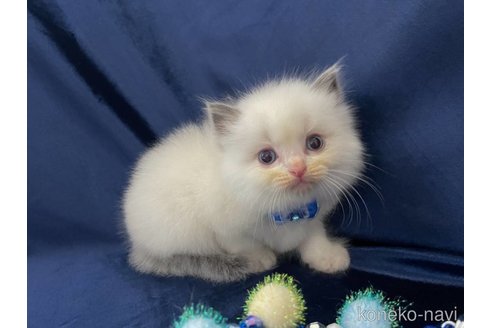 成約済の茨城県のラグドール-87262の2枚目