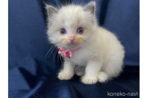 成約済の茨城県のラグドール-87263の2枚目