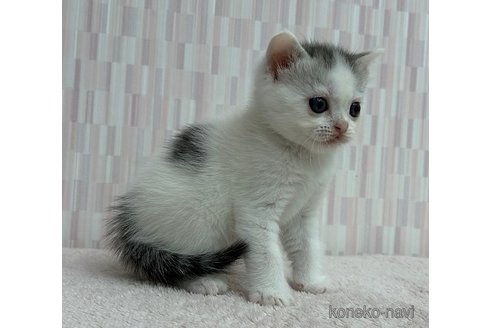 成約済の千葉県のスコティッシュフォールド-87278の3枚目