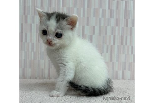成約済の千葉県のスコティッシュフォールド-87278の2枚目