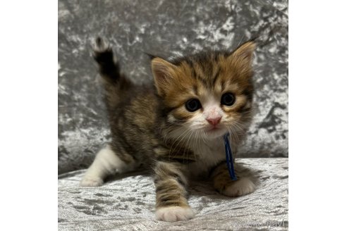 成約済の山形県のサイベリアン-87279の2枚目