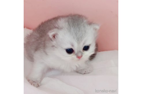 成約済の埼玉県のブリティッシュショートヘア-87284の5枚目