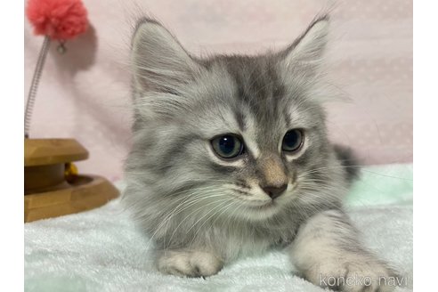 成約済の栃木県のサイベリアン-85617の3枚目