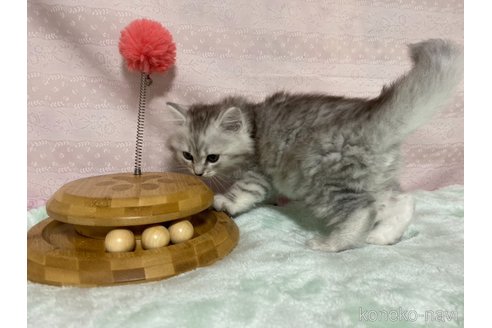 成約済の栃木県のサイベリアン-85619の3枚目