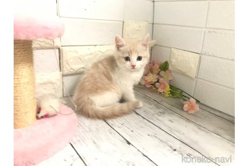 成約済の埼玉県のマンチカン-84709の2枚目
