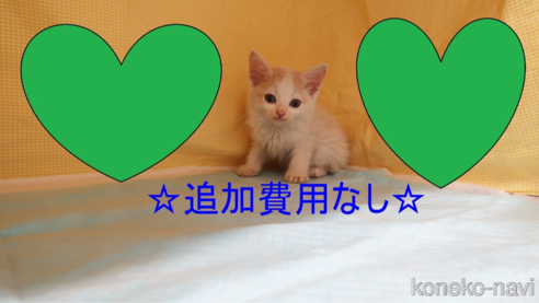 成約済の東京都のミックス-87320の1枚目