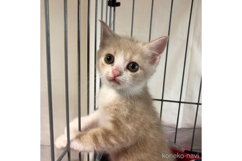 成約済の愛知県のスコティッシュフォールド-87340の4枚目