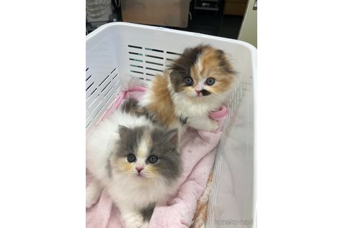成約済の三重県のスコティッシュフォールド-87342の2枚目