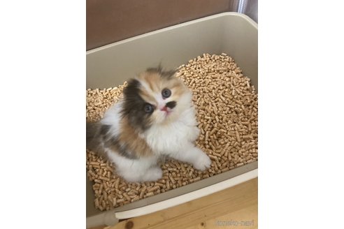 成約済の三重県のスコティッシュフォールド-87342の4枚目