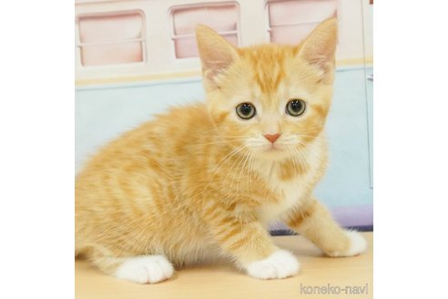 成約済の千葉県のマンチカン-87350の1枚目