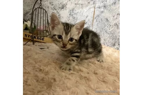 成約済の神奈川県のアメリカンショートヘア-87368の2枚目