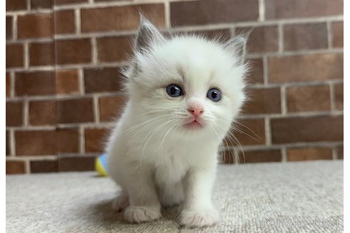 成約済の東京都のラグドール-87393の8枚目