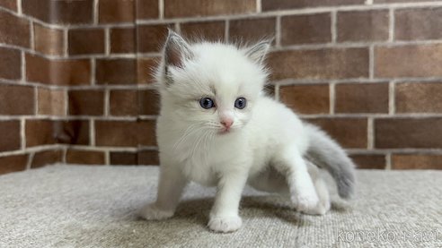 成約済の東京都のラグドール-87393の5枚目