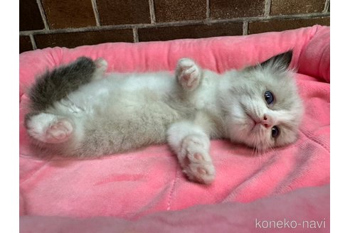 成約済の東京都のラグドール-87394の8枚目