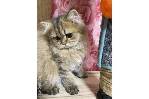 成約済の福岡県のペルシャ(チンチラ)-76618の3枚目