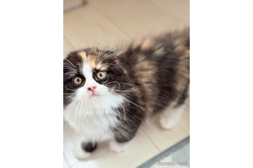 成約済の福岡県のスコティッシュフォールド(折れ耳)-85271の2枚目