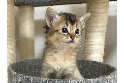 成約済の千葉県のソマリ-86896の1枚目
