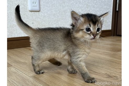 成約済の千葉県のソマリ-86896の3枚目