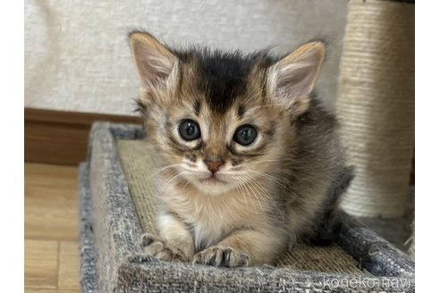 成約済の千葉県のソマリ-86897の4枚目