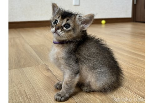 成約済の千葉県のソマリ-86897の3枚目
