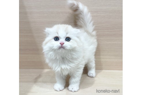 成約済の東京都のスコティッシュフォールド(折れ耳)-87435の1枚目