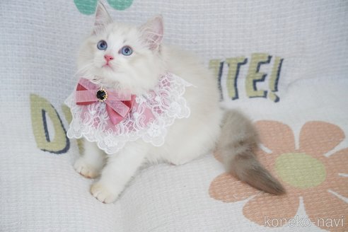 成約済の茨城県のラグドール-87440の3枚目