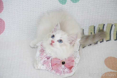 成約済の茨城県のラグドール-87440の4枚目