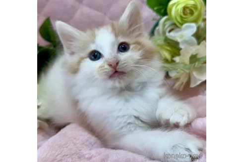 成約済の兵庫県のノルウェージャンフォレストキャット-87470の1枚目
