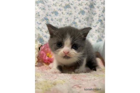 成約済の京都府のスコティッシュフォールド-87473の2枚目