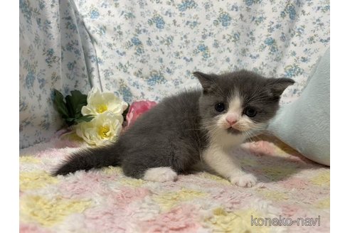 成約済の京都府のスコティッシュフォールド-87473の5枚目