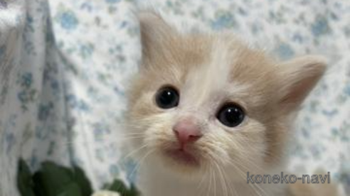 成約済の京都府のノルウェージャンフォレストキャット-87475
