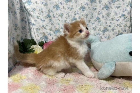 成約済の京都府のノルウェージャンフォレストキャット-87476の5枚目