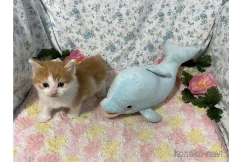 成約済の京都府のノルウェージャンフォレストキャット-87476の2枚目