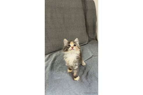 成約済の大阪府のメインクーン-87487の2枚目