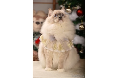 Chanelちゃん1枚目