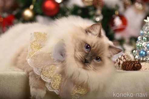 Chanelちゃん1枚目