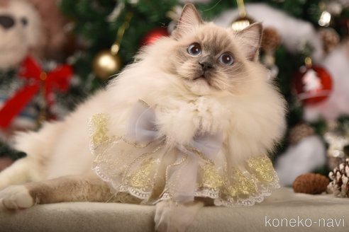 Chanelちゃん1枚目