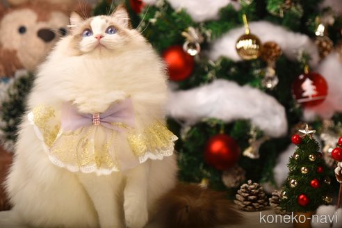Cookieannちゃん1枚目