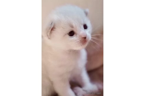 成約済の岐阜県のラグドール-87499の3枚目
