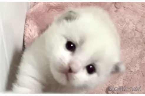 成約済の岐阜県のラグドール-87499の4枚目