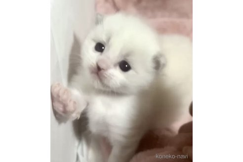 成約済の岐阜県のラグドール-87499の5枚目