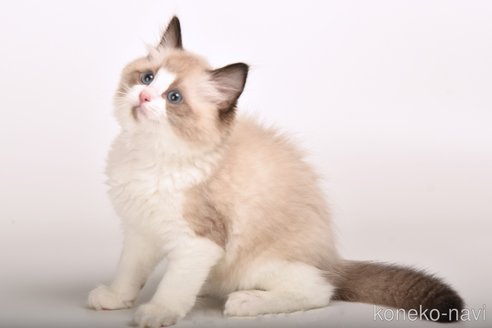 成約済の山梨県のラグドール-87500の1枚目