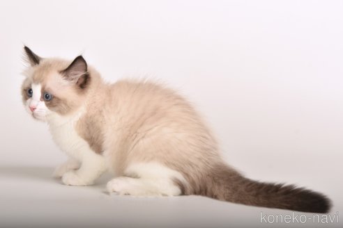 成約済の山梨県のラグドール-87500の4枚目
