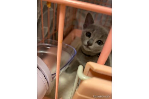 成約済の埼玉県のロシアンブルー-83975の1枚目