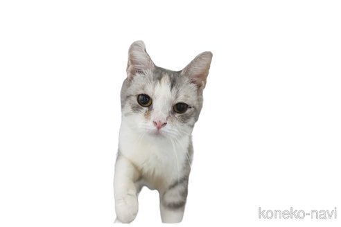 キティちゃん1枚目