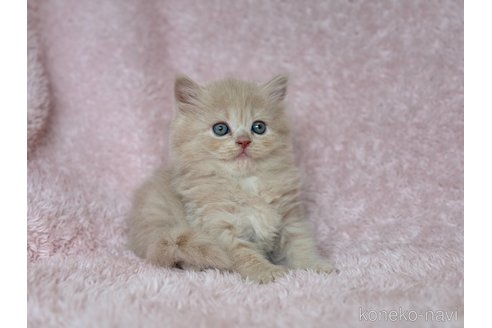 成約済の三重県のスコティッシュフォールド-87530の2枚目